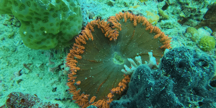 Orange Florida Coral on the Reef 