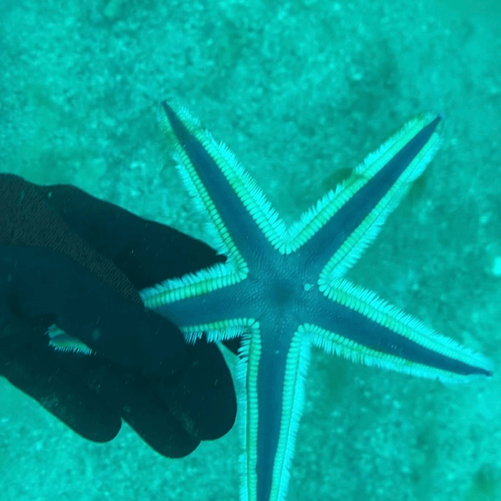 Left Hand Holding Starfish 720x720