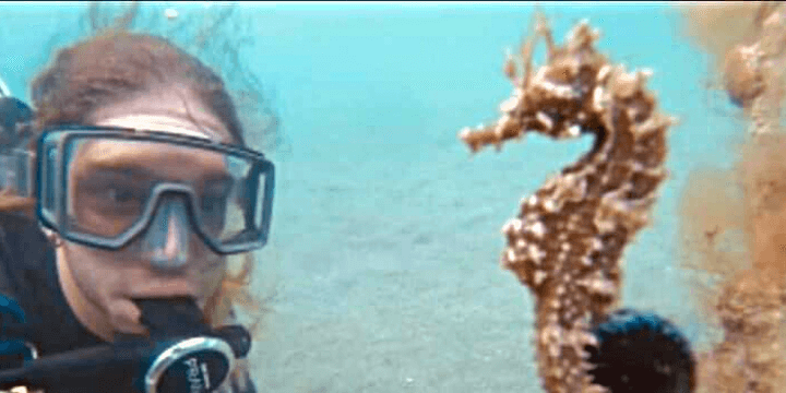 SCUBA Diving with a Seahorse