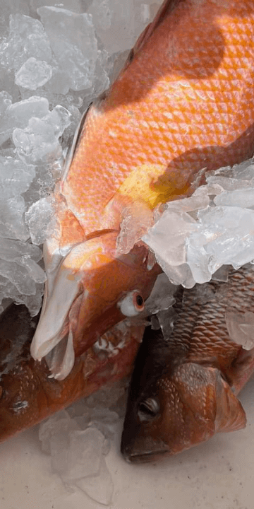 Fresh Fish on Ice From a Dive Trip Aboard the Narcosis 360x720