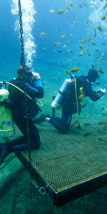 Learn to SCUBA Dive with Narcosis SCUBA Center