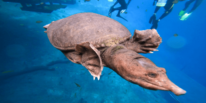 Virgil the friendly softshell turtle at Blue Grotto
